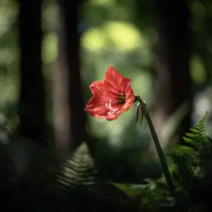 Vibrant red flower against dark background