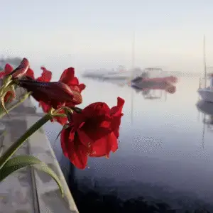Red flowers by calm water