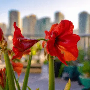 Vibrant red flowers against city skyline.
