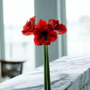 Vibrant red amaryllis flowers in vase