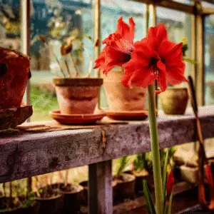 Vibrant red amaryllis in greenhouse