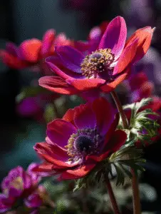 Anemone Flower