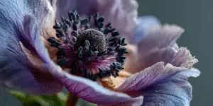 Anemone (5)