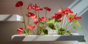 Anthurium Flower