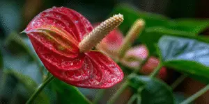 Anthurium red spathe with raindrops and white spadix, macro.