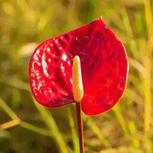 Vibrant red anthurium flower close-up