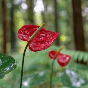 Vibrant red anthurium flowers in forest