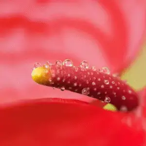 Close-up of red flower with droplets