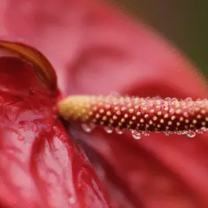 Close-up of red anthurium flower