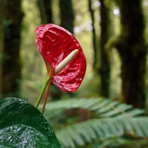 Vibrant red flower in lush forest