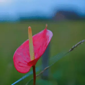 Vibrant red flower with yellow spadix