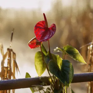 Vibrant red anthurium in sunlight