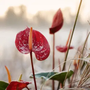 Red flower with dew in morning