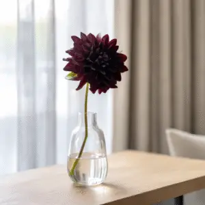 Arabian Night Dahlia Flower