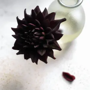 Arabian Night Dahlia
