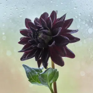 Arabian Night Dahlia