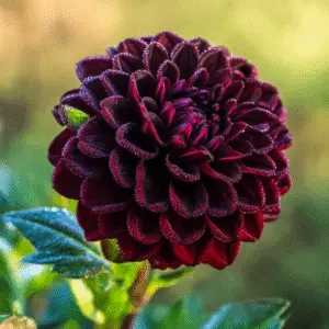 Arabian Night Dahlia Flower