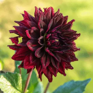 Arabian Night Dahlia Flower