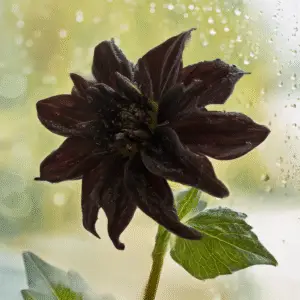 Arabian Night Dahlia