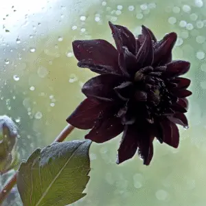 Arabian Night Dahlia