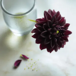 Arabian Night Dahlia