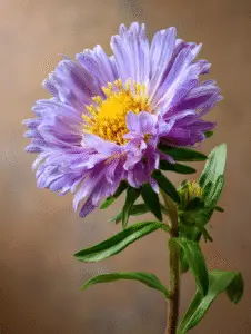 Aster