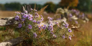 Wild asters along rustic fence, lavender blooms, countryside.