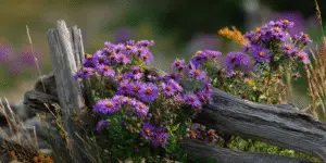 Aster
