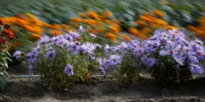Aster