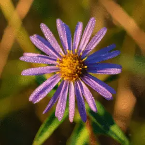 Aster