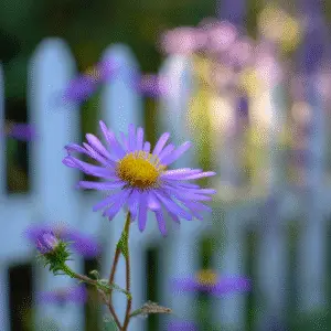Aster (Symphyotrichum novae-angliae, S. oblongifolium)