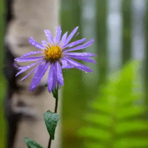 Aster