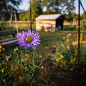 Aster (Symphyotrichum novae-angliae, S. oblongifolium)
