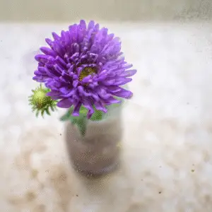 Aster (Symphyotrichum novae-angliae, S. oblongifolium)