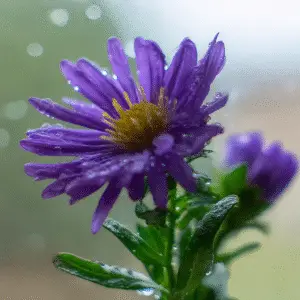 Aster