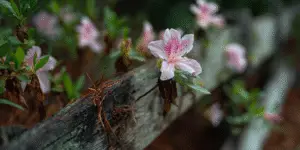 Azalea (17)