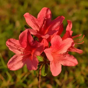 Vibrant pink azalea flowers blooming
