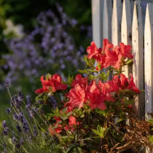 Vibrant azaleas near white fence.