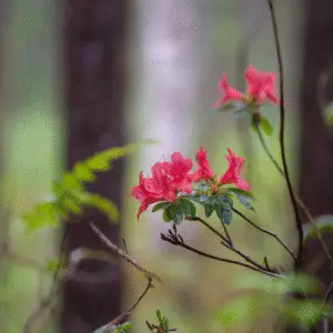 Pink flowers amidst green foliage