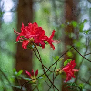 Vibrant red flowers in forest