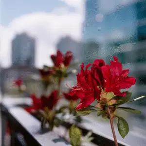 Vibrant red azaleas against city backdrop