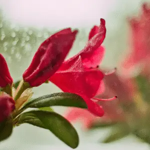 Red flowers with water droplets