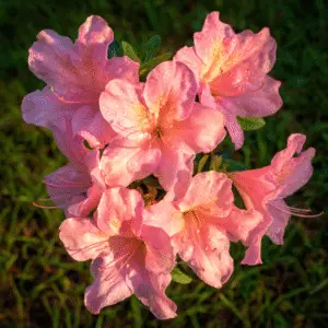 Pink azalea flowers with dew drops