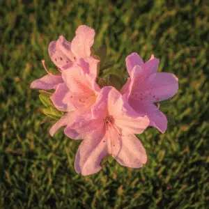 Pink azalea flowers with dew drops