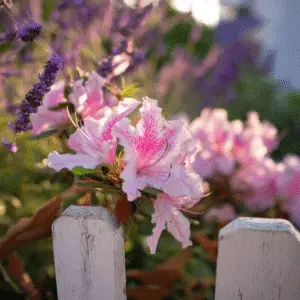 Pink azaleas with lavender background