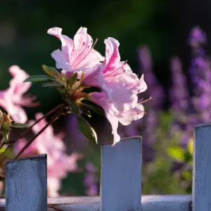Pink azalea flowers near white fence