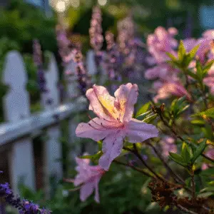 Pink azalea flower in garden setting.