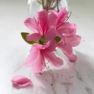 Pink azalea flowers on marble surface