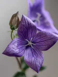 Balloon Flower