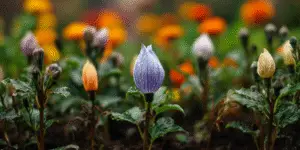 Balloon Flower (12)